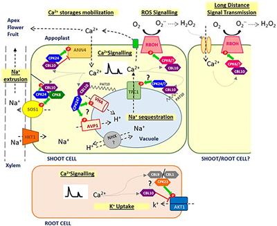 The Ca2+ Sensor Calcineurin B–Like Protein 10 in Plants: Emerging New Crucial Roles for Plant Abiotic Stress Tolerance